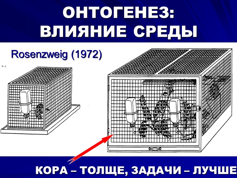 ОНТОГЕНЕЗ:  ВЛИЯНИЕ СРЕДЫ КОРА – ТОЛЩЕ, ЗАДАЧИ – ЛУЧШЕ Rosenzweig (1972)